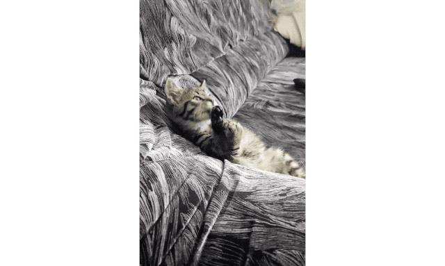 休息一下，享受这些可爱的瞬间