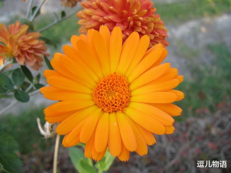 「属兔」生肖兔“越老越穷”，自以为是，眼界狭窄，注定一事无成？