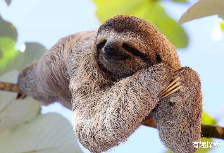 树懒|世界最像龙的生物竟是全球第一懒,12.5年繁殖一次,10年一动不动