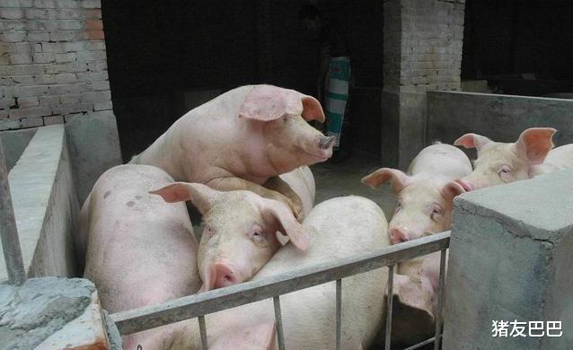 生猪价格|猪价走跌，多地跌破“15元/斤”，年底前猪价、肉价或跌成这样！