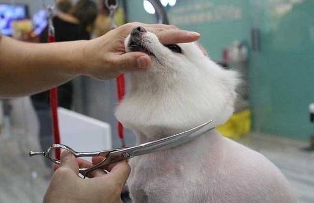 宠物美容|宠物美容,狗狗不听话真的会被揍吗?从狗狗的表现中就能看出来