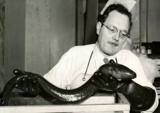 电鳗|亚马逊河横着走的顶级杀手，食人鱼躲着走，鳄鱼只能选择同归于尽