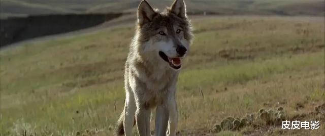 「与狼共舞」片长4小时，票房破20亿！上映时影院爆满，有人宁可站着也要看完