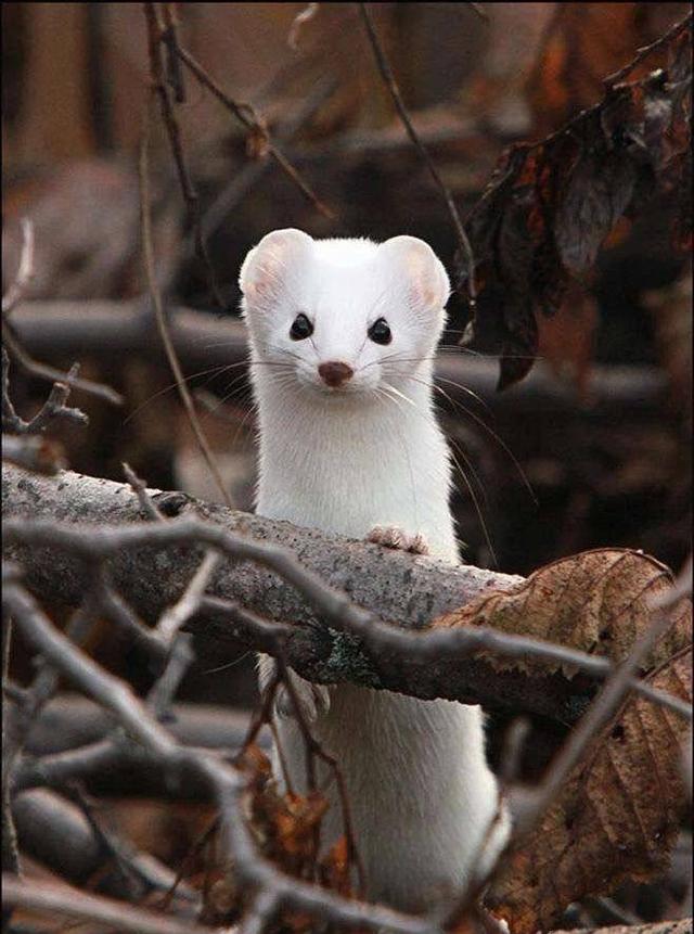 阴阳师▲阴阳师：新SR不死风狸来了，更新后降临平安京，百鬼弈抢先体验
