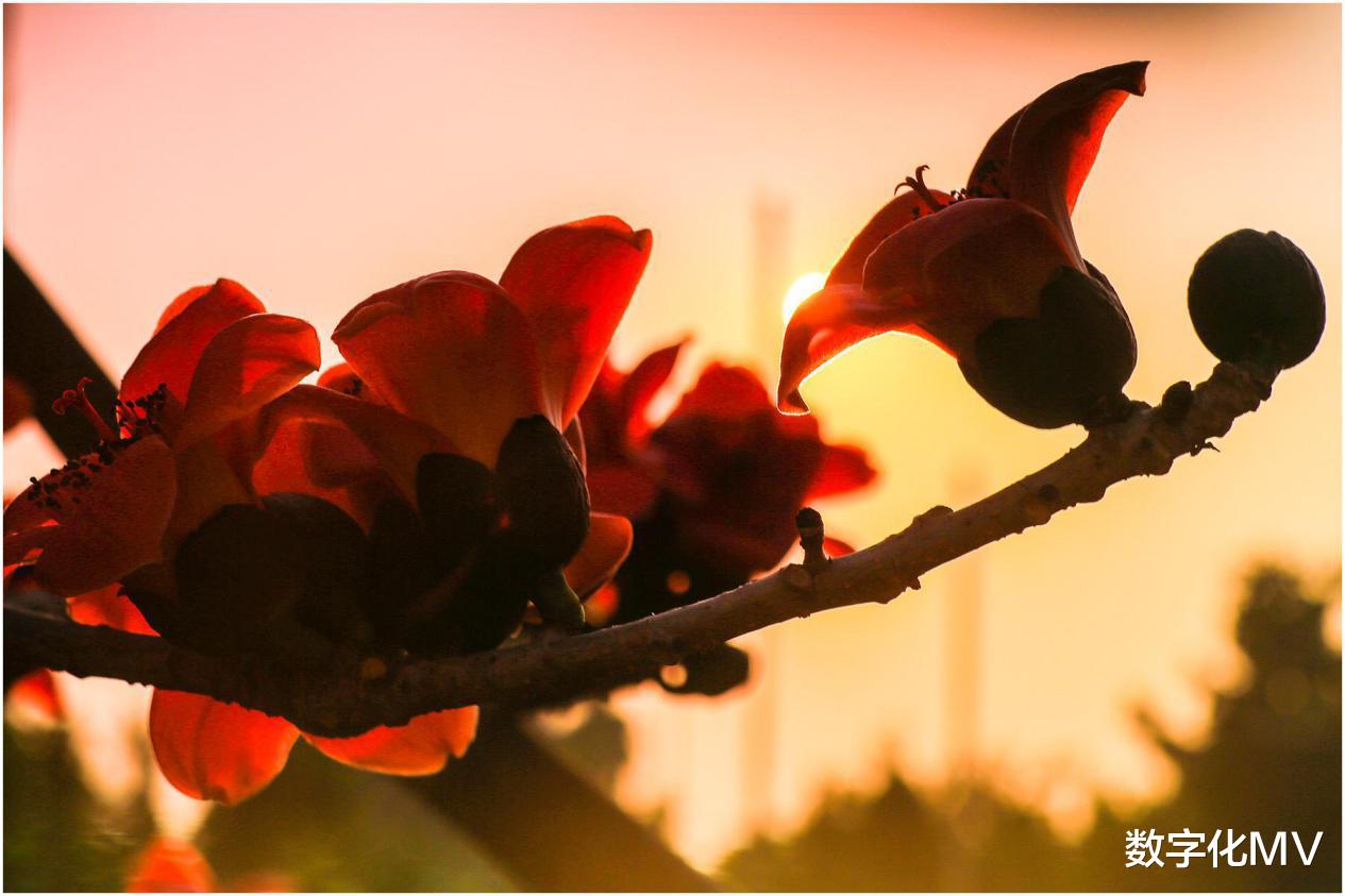 生肖|接喜:3大生肖将迎来“大富大贵之兆”,财源滚滚,诸事皆顺