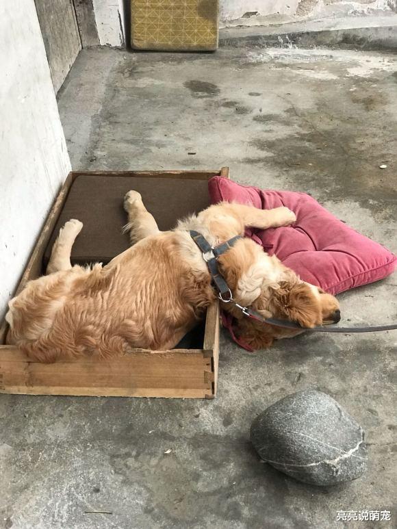 金毛在家挺怂，没想到看见萨摩耶却很勇敢，把它逼进墙角了