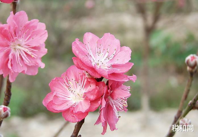 生肖@6月28号财神爷坐镇，工作事业腾飞，咸鱼大翻身的3个生肖