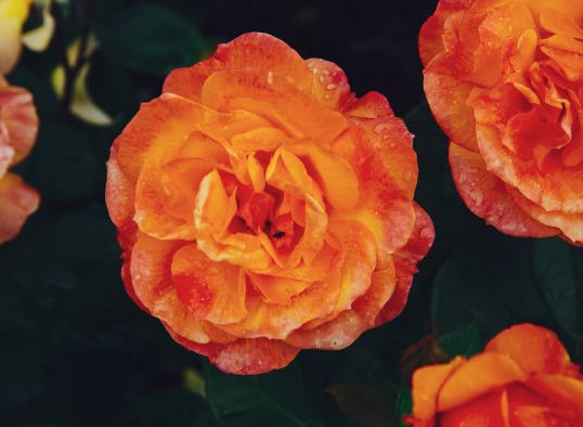 属兔|11月起，4属相好运到来，逢凶化吉，富贵盈门，越来越有福