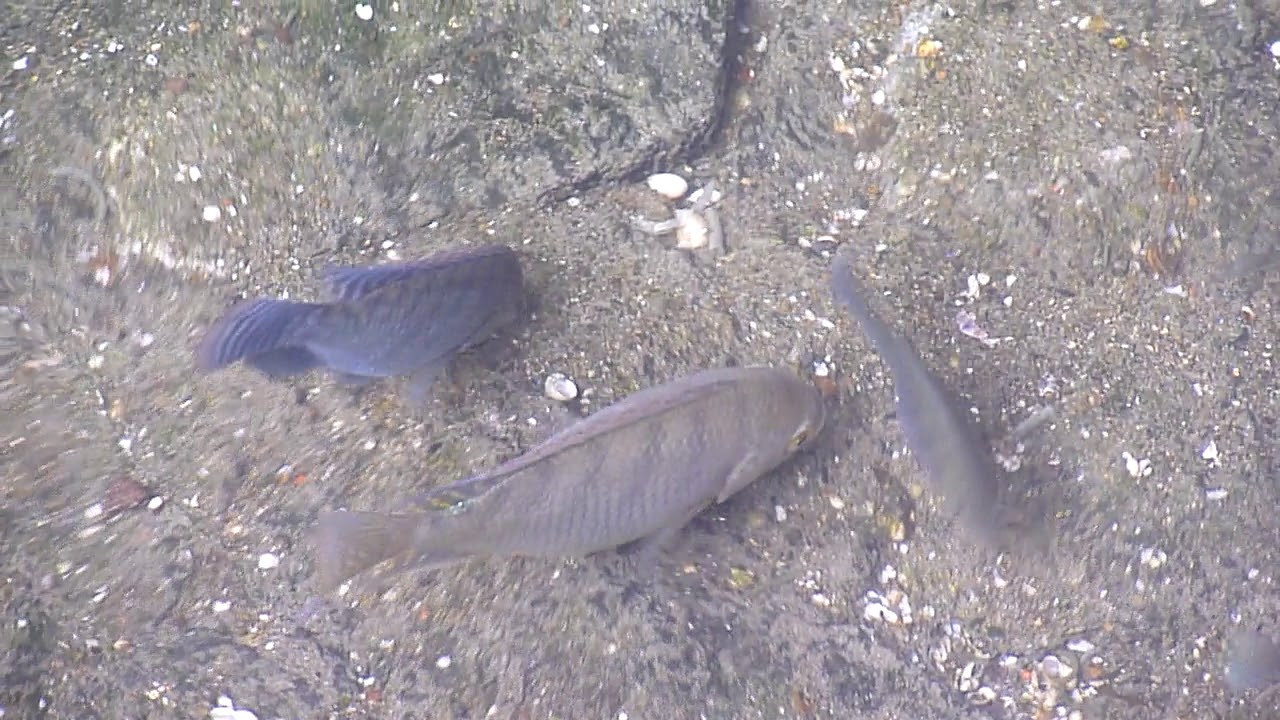 |秋冬季，钓上来的鱼摸在手上是暖的，这是垂钓的最佳时候