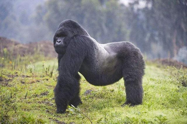 「老虎」灵长类最强的银背,战力在野生动物中是什么段位?能与老虎一较高下吗?