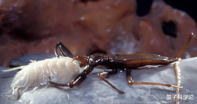 科学家|打开500万年前的洞穴,科学家看到“外星世界”,颠覆生命认知