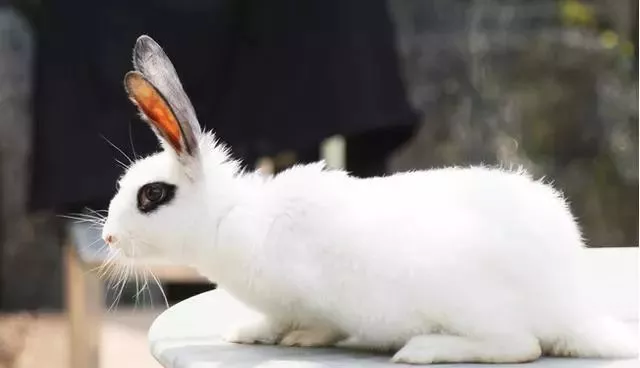 【属兔】“兔兔兔”请注意，3月下旬，有“大事”发生