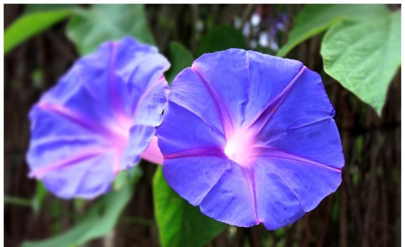 运势|九月份中旬开始，好命好运，鸿运当头，赚得腰包鼓鼓的四大生肖