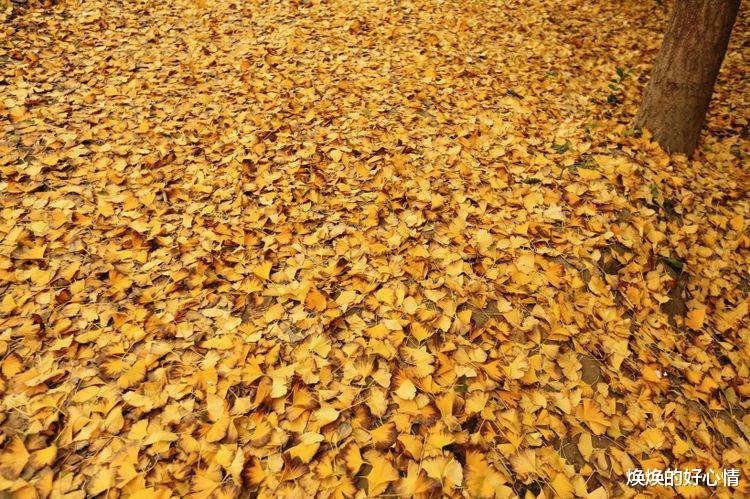 旧爱|9月中旬，姻缘入命，有望坠入爱河，牵手良人共渡百年的4大星座