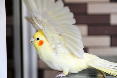 玄凤鹦鹉，鹦鹉中的歌皇，小鲜肉