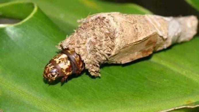 昆虫|它是昆虫界的天才,抢了建筑师的饭碗,还有着致命危险