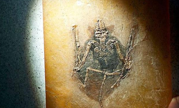 蝙蝠|有人说蝙蝠长相与老鼠相似，就是多了一对翅膀，那它们是一个家族吗？