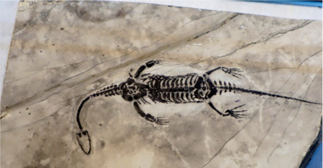 【化石】真龙的原型找到了!学者:此地发现的龙化石和传说中真龙极相似