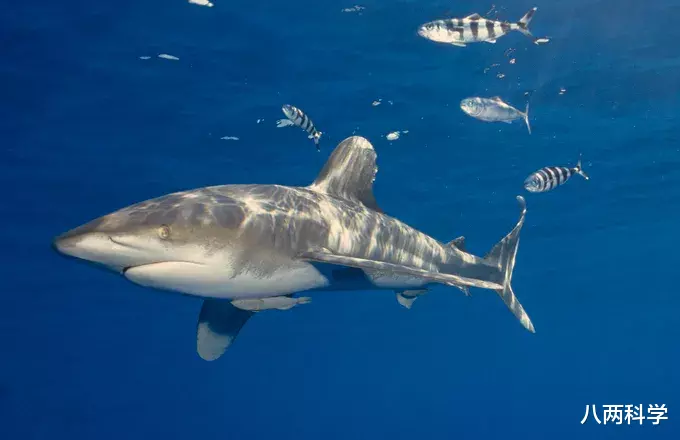 鲨鱼|鲨鱼VS大王乌贼?2米白鳍鲨身上现奇怪印记,或是巨型鱿鱼所为!