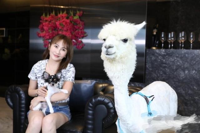 王思聪|比王思聪还豪横！女星用220平豪宅养羊驼，雇老公前妻做保姆