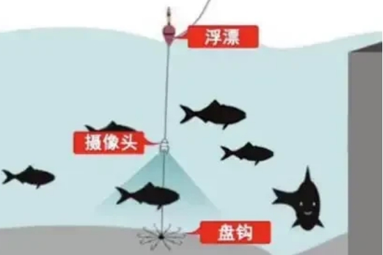 摄像头|现在不止炸鱼、毒鱼要罚，在钓竿装摄像头锚鱼，不止要罚要还要抓