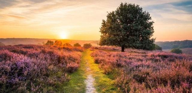 旧爱|三天后，曙光重现，桃花散落，良缘天降，旧爱回头，惺惺相惜