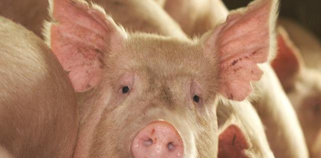 #全球经济#猪价震荡下跌，仔猪一头15公斤2100元，为何居高不下？原来有支撑