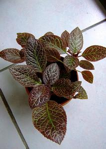 【】12种花，适合养在卫生间，耐阴耐湿好养活!