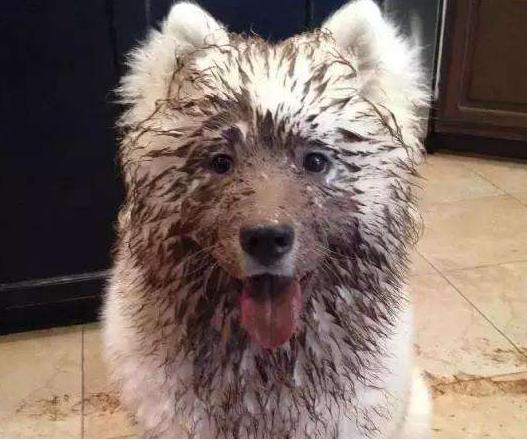 宠物美容|宠物美容店,最不愿意接的“五种狗”,是你家狗子吗?