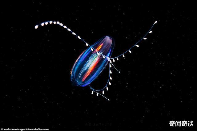【水母】海洋进化出的怪异生物，类似外星生命，科学家冒生命危险拍摄