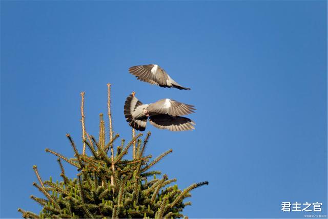 君主之官 能白头到老的夫妻,通常要经历五个阶段,你处在哪一个?