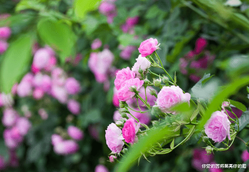 『运势』6月中旬后，4属相喜事登门来，运势好转，贵人相扶，事事大吉