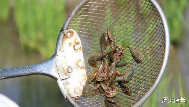 石佳▲它活了近4亿年，挺过了3次生物灭绝，如今却被人类拿来喂鸡？