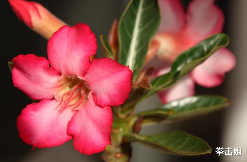 『星座爱情观』恭喜！6月22号好运到，4生肖财运顺畅，生意兴隆贵人帮