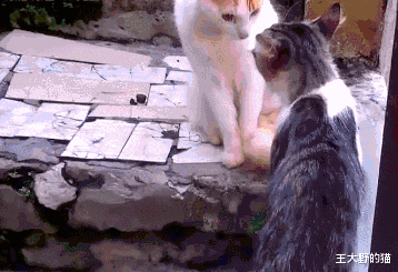 干货：猫咪不慎受伤，铲屎官们如何第一时间正确有效处理？