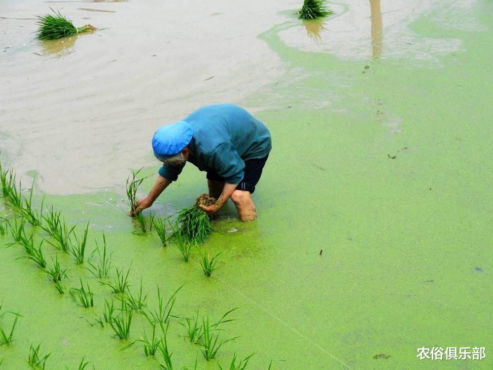 |中国农夫弯腰插秧,缅甸农民则站着插秧,一个更快,一个更轻松