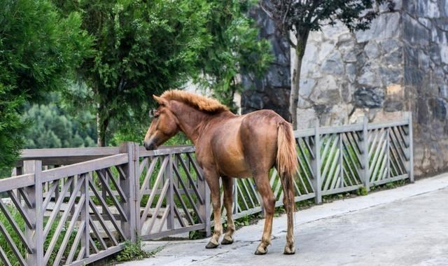 四姑娘山|四川连日大雨，却让这个小镇突然走红，游客称它为“东方的瑞士”