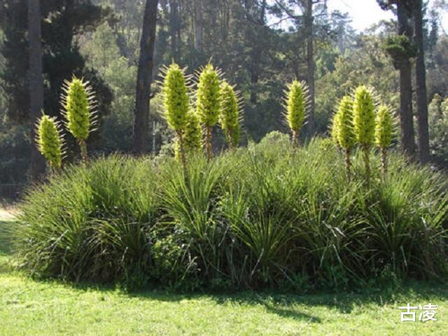 |神奇植物“食羊树”：温度达40℃就会自燃，羊群靠近意味着死亡