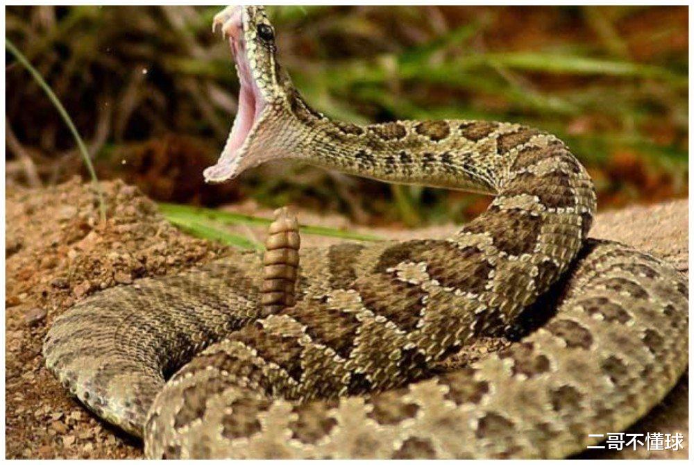 响尾蛇|地球上的动物交配时间最长会持续多久?8小时?14小时?一天?