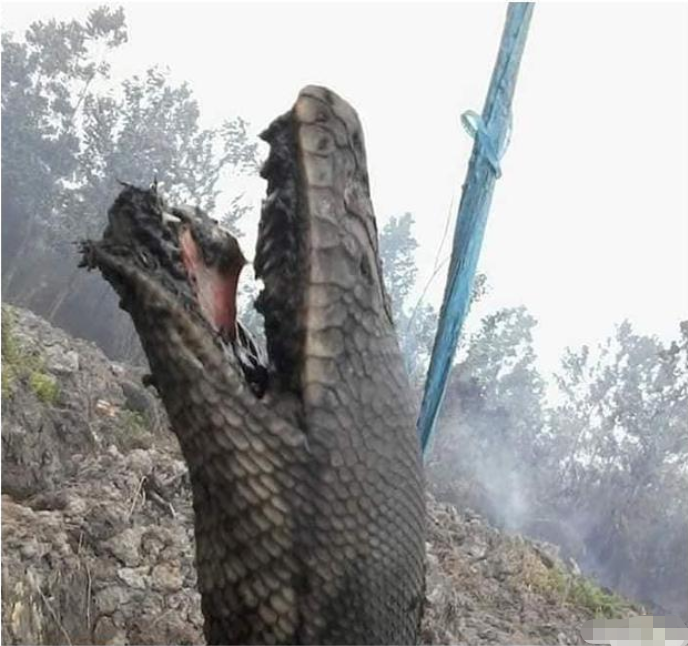 「印度尼西亚」印尼森林大火将一切化为灰烬，10米超级巨蟒被烧焦，专家：无一幸免