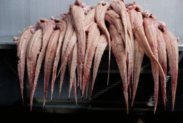 鳄鱼|全球最“惨”生物，剥皮后被出售，当地人靠它一年收入4亿