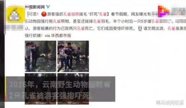 「」女游客为哄女儿开心，按住孔雀合影拔毛，两天后孔雀“疼死”