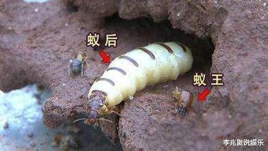 「」假如把蚂蚁放大一万倍,人类在地球上还有立足之地吗?