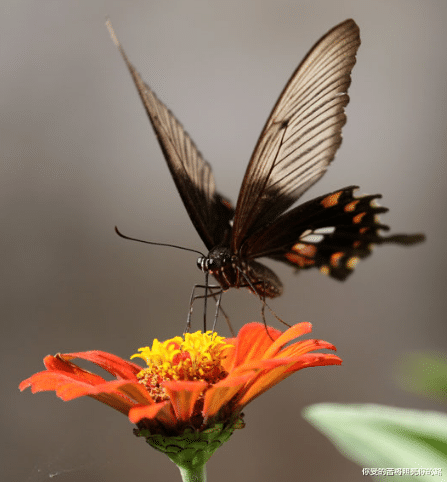 吉星|7月23日开始，4属相吉星伴身，苦尽甘来，招财添贵家业旺