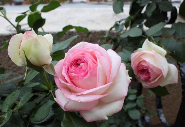 天蝎座|8月，剪不断理还乱，旧情最难忘，3生肖痴情不改，勇敢选择复合