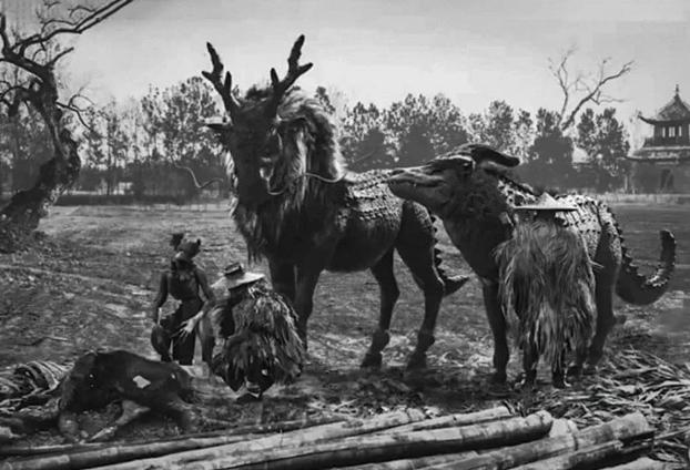 |麒麟是真的吗？人们拍摄的这张图片，解开了人们心中的疑惑！