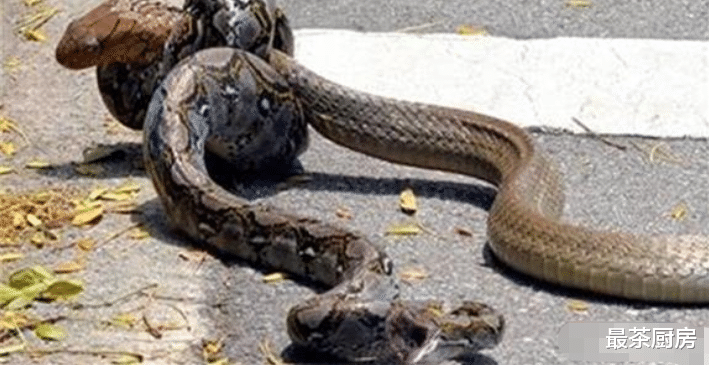 眼镜王蛇|“过山风”凭什么被称为“毒蛇克星”，只是因为它能免疫蛇毒吗？