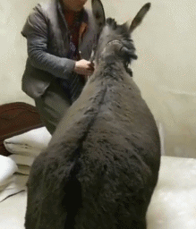 |“在网上加了一个女友,马上就要奔现了,好紧张”哈哈哈哈哈哈哈