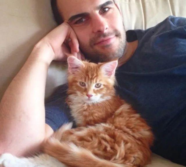 当大体型缅因猫遇上橘猫的基因，巨型“橘猪”没错了