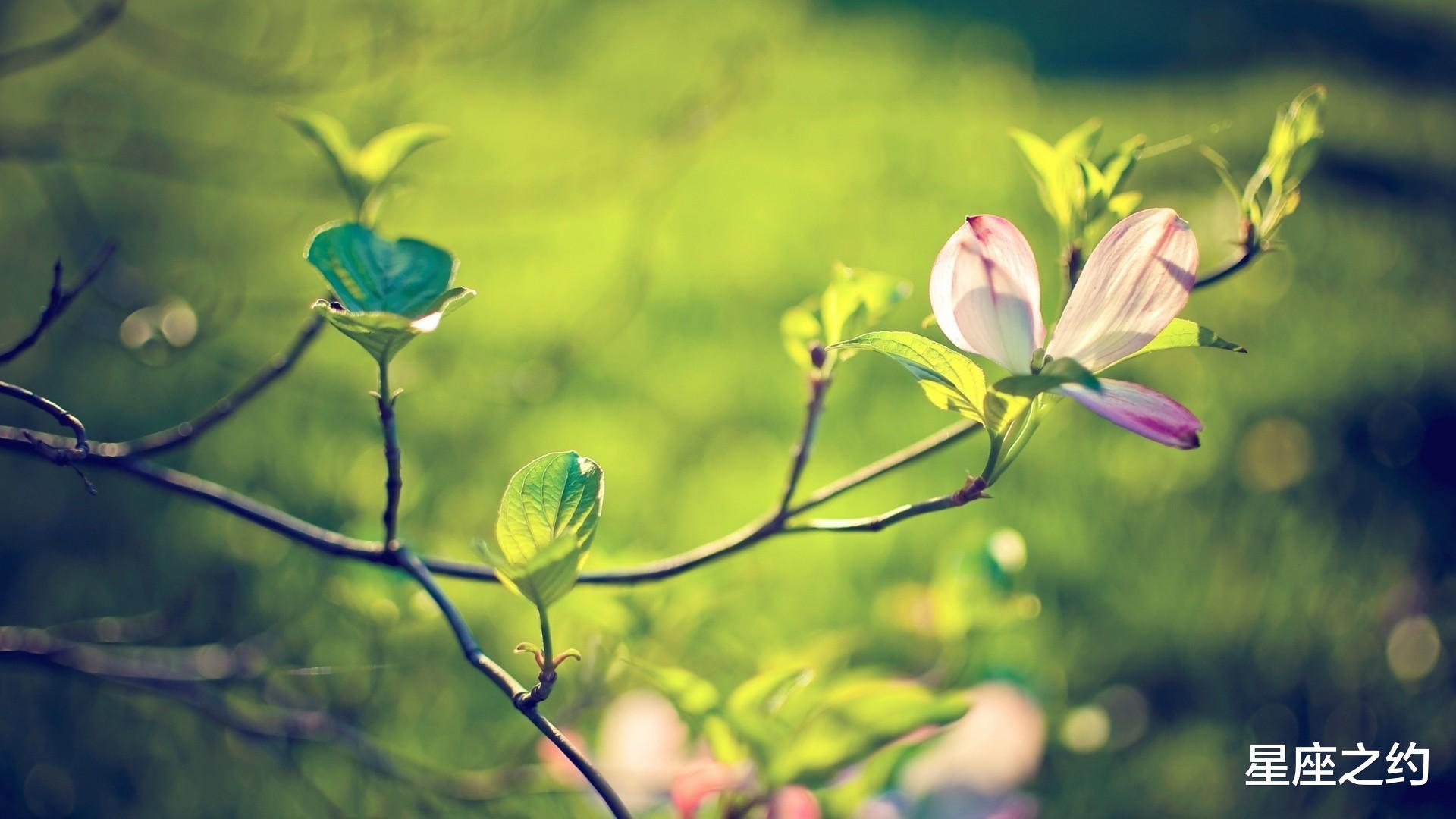 |11月11日星座运势:重拾锐气,后来居上的四大星座